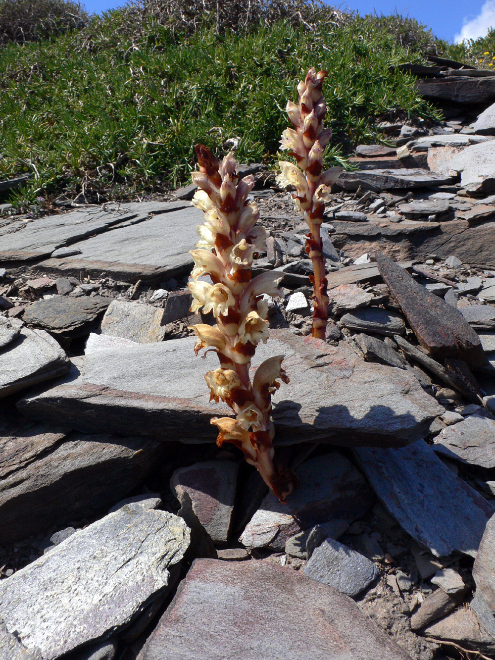 Orobanche_latisquama2.JPG