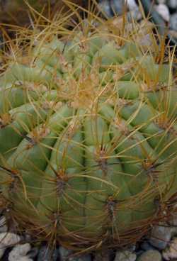 Oroya_borchersii2.jpg