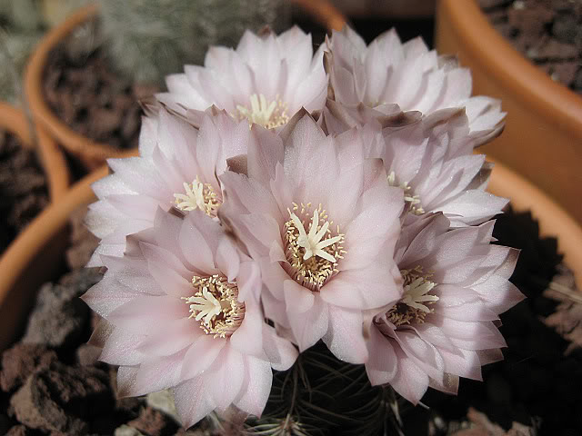 Oroyaperuviana.jpg