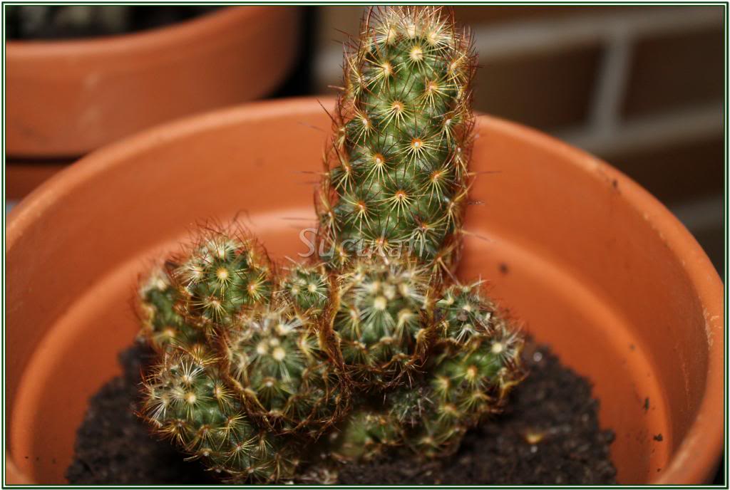 Oroyaperuviana2_zps4d075f96.jpg