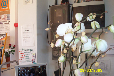 orq.%20005.jpg