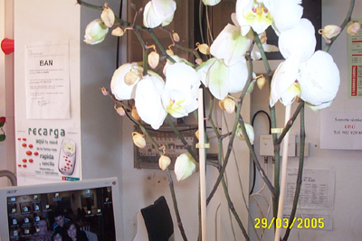 orq.%20006.jpg