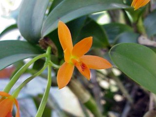 orq007a.jpg