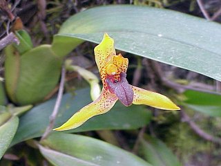 orq028a.jpg