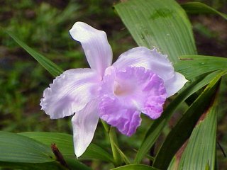 orq033a.jpg