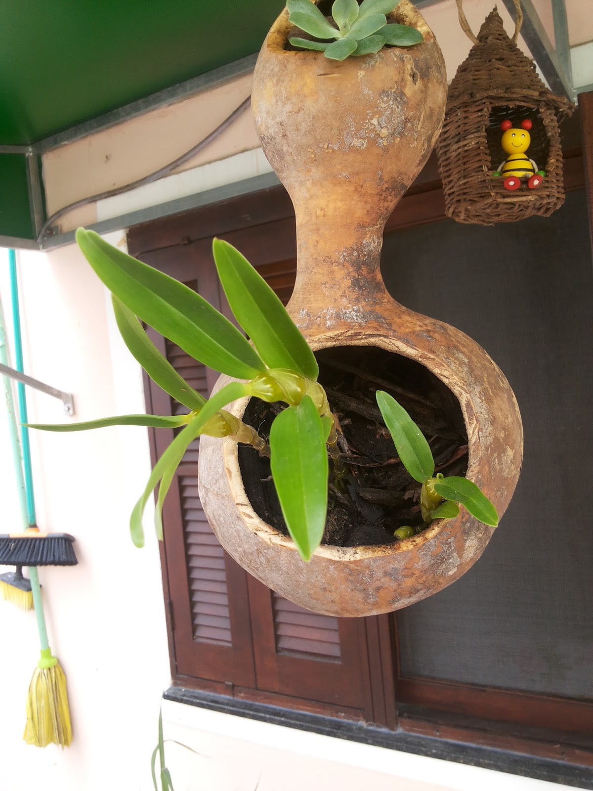 orqu%25C3%25ADdea_%2528orchidaceae%2529_01.jpg
