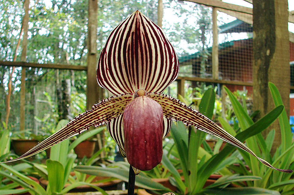 orqu%C3%ADdea-oro-flores-caras.jpg