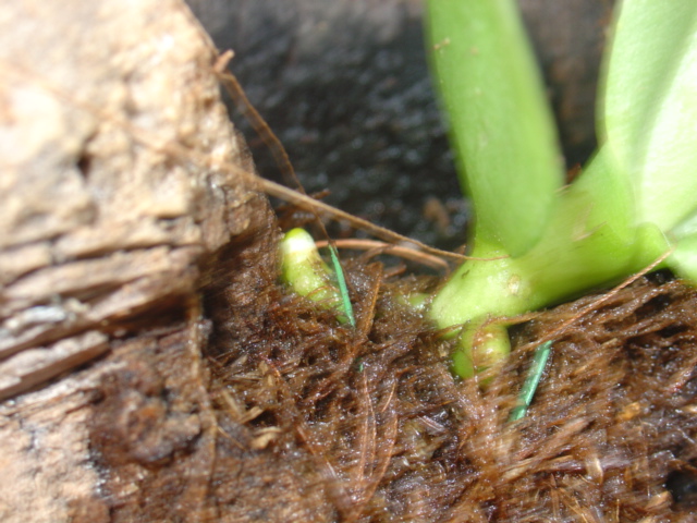 orqui 082.jpg