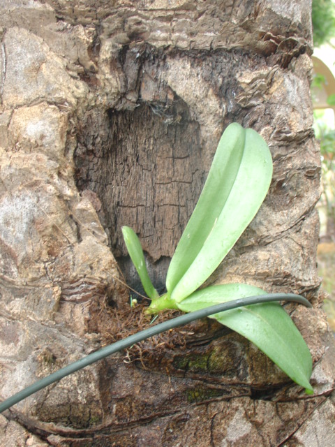 orqui 084.jpg