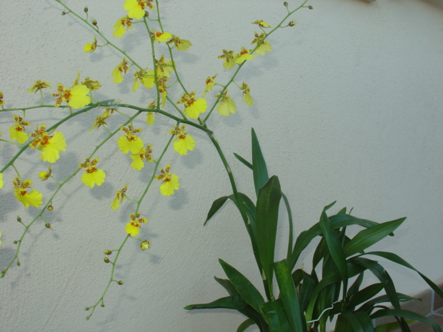 orqui 086.jpg
