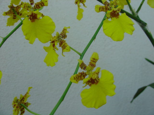 orqui 092.jpg