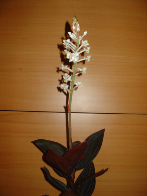orqui 124.jpg