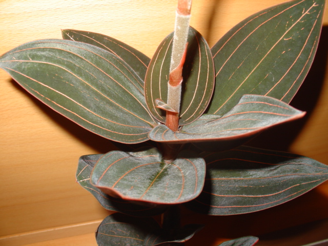 orqui 126.jpg