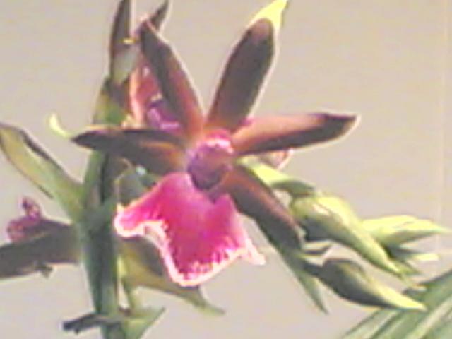 orqui.JPG