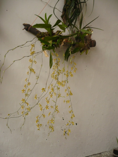 Orqui032.jpg