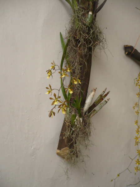Orqui033.jpg
