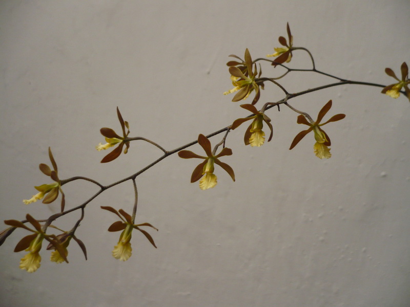 Orqui034.jpg