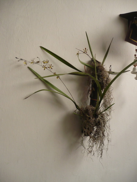 Orqui035.jpg