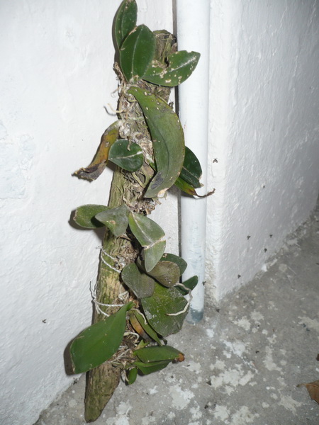 Orqui041.jpg