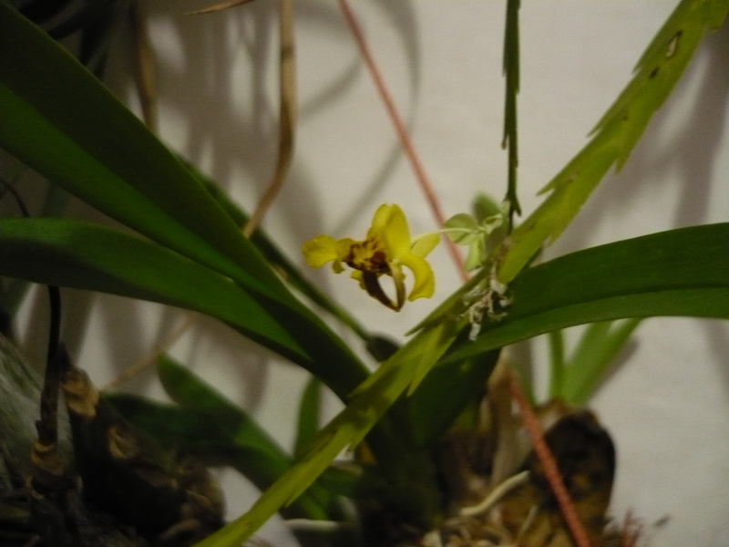 Orqui049_zps1f1a5933.jpg