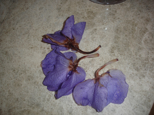 orqui1.jpg