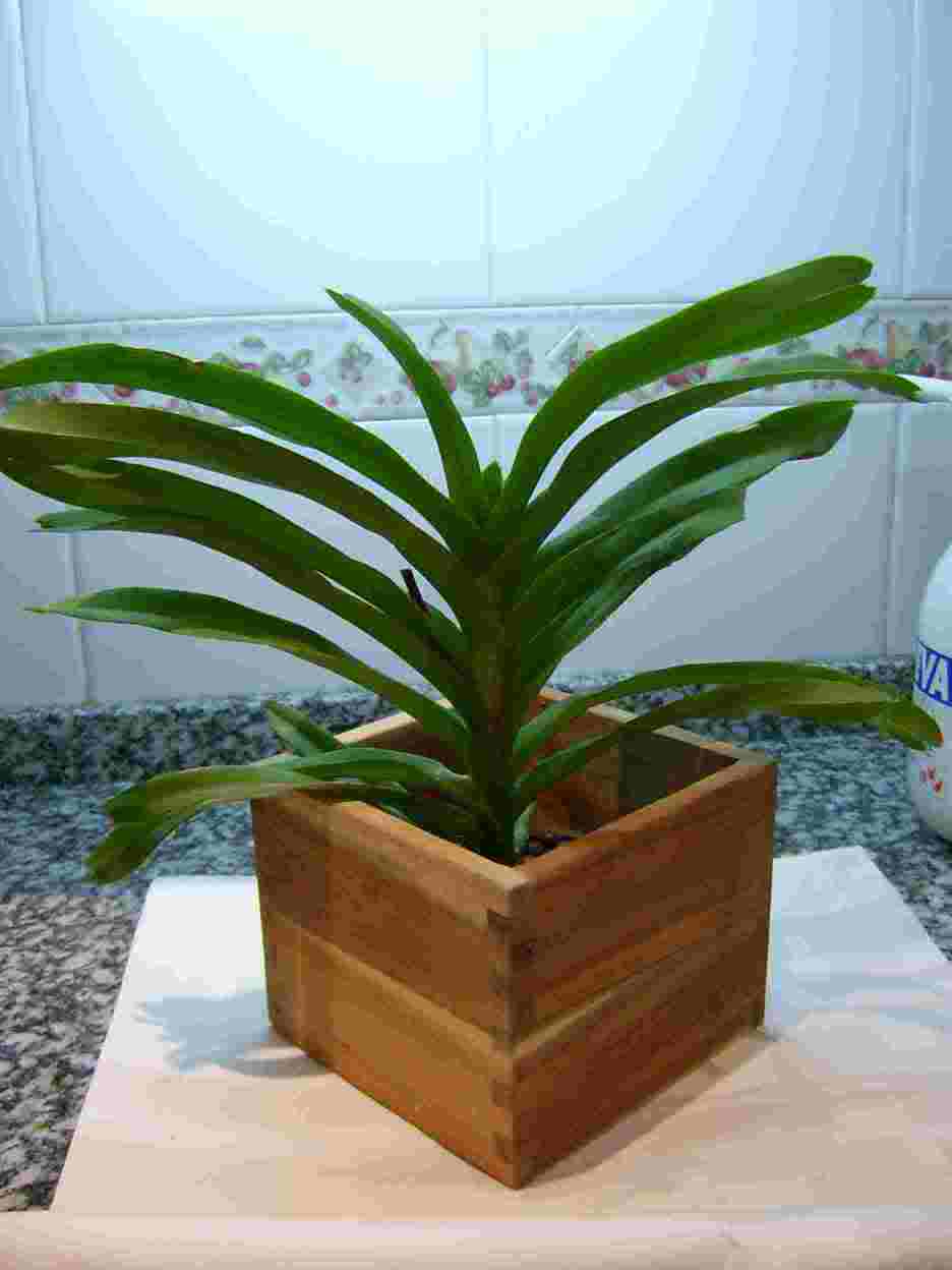 Orqui1_caja.jpg