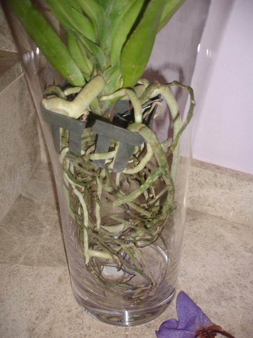 orqui2.jpg