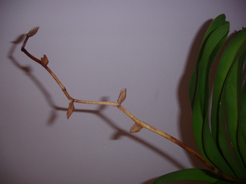 orqui3.jpg