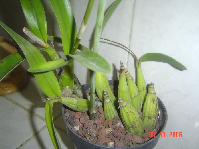 orqui3.jpg