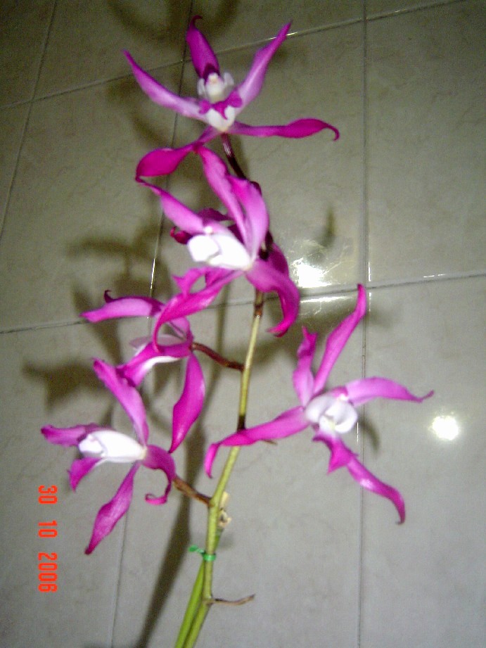 orqui4.jpg