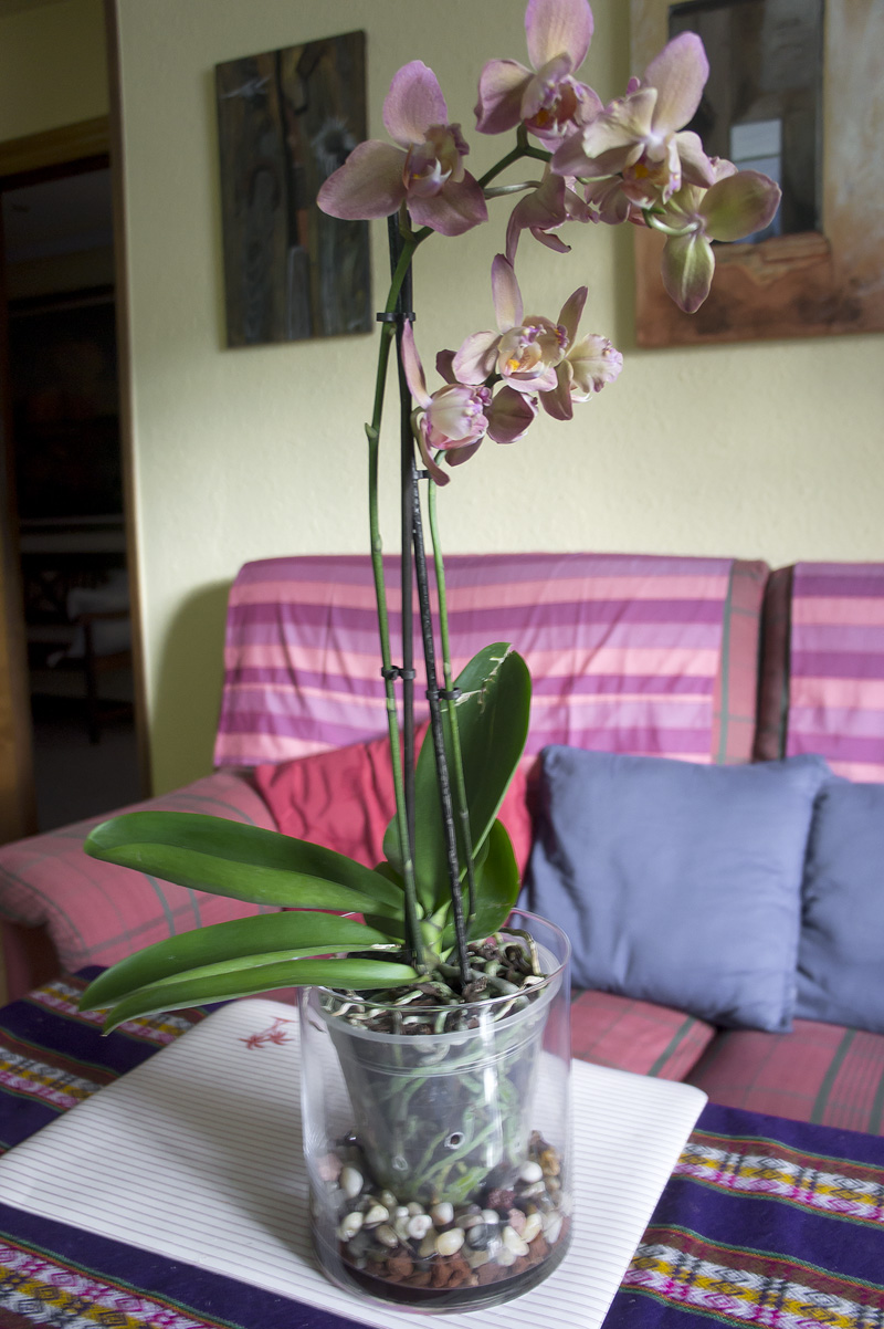 Orqui_sept-9.jpg