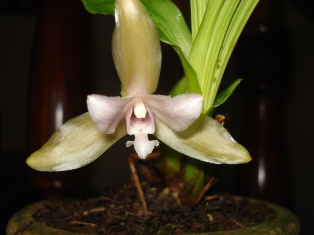 orquibebelubia058.jpg
