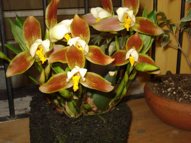 orquibebelubia061.jpg