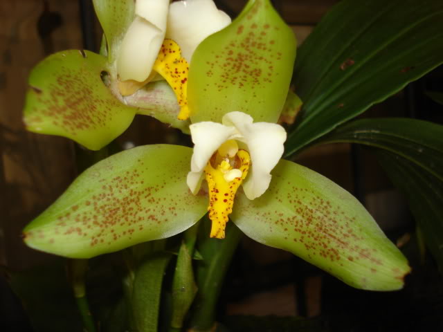 orquibebelubia062.jpg