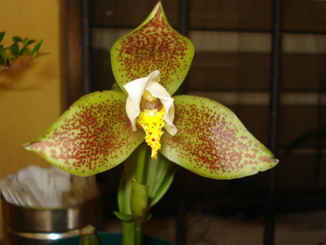 orquibebelubia063.jpg