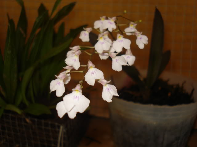 orquibebelubia064.jpg