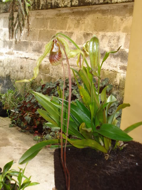 orquibebelubia066.jpg