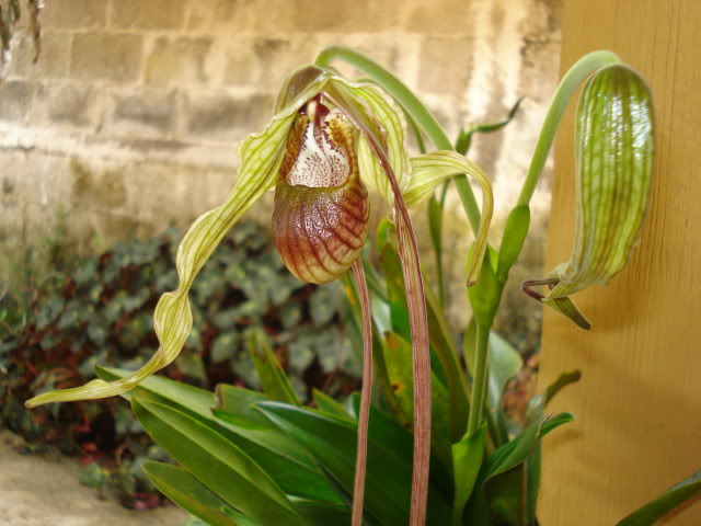 orquibebelubia067.jpg