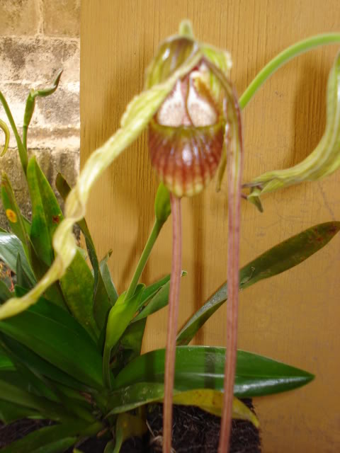 orquibebelubia068.jpg