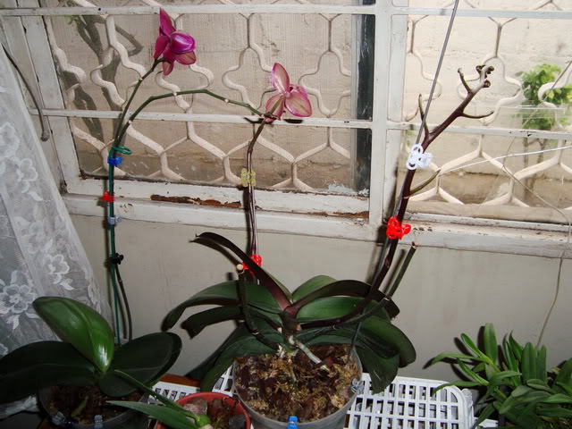 orquidea-1.jpg