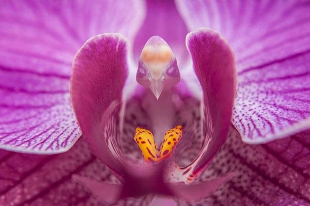 orquidea%202.jpg