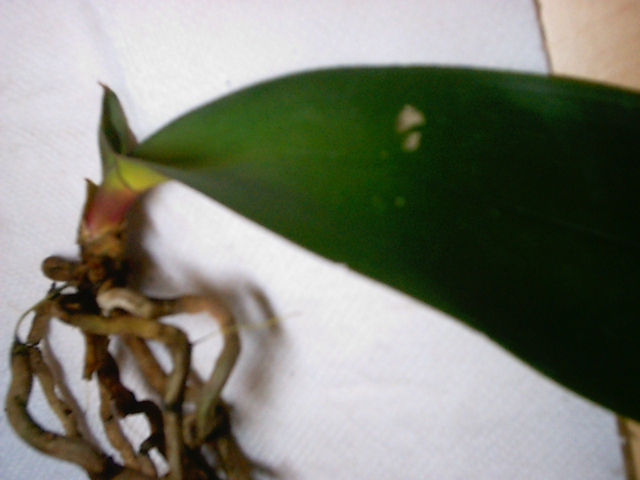 orquidea%20malita0013.JPG
