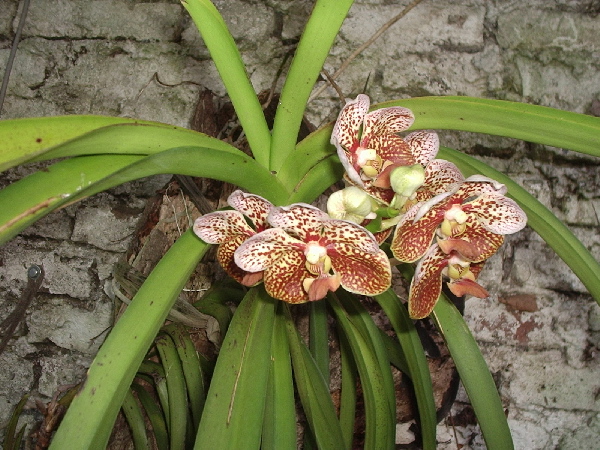 orquidea%20tigre.jpg