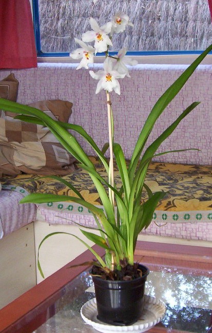 orquidea%7E2.jpg