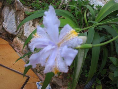 orquidea azul.jpg
