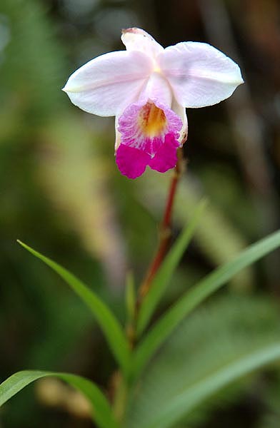 Orquidea de volcan.JPG