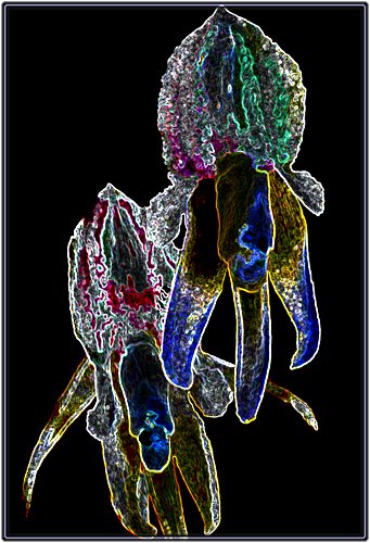 orquidea-fantasma.jpg