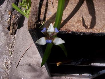 orquidea fea.JPG