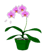 orquidea.gif
