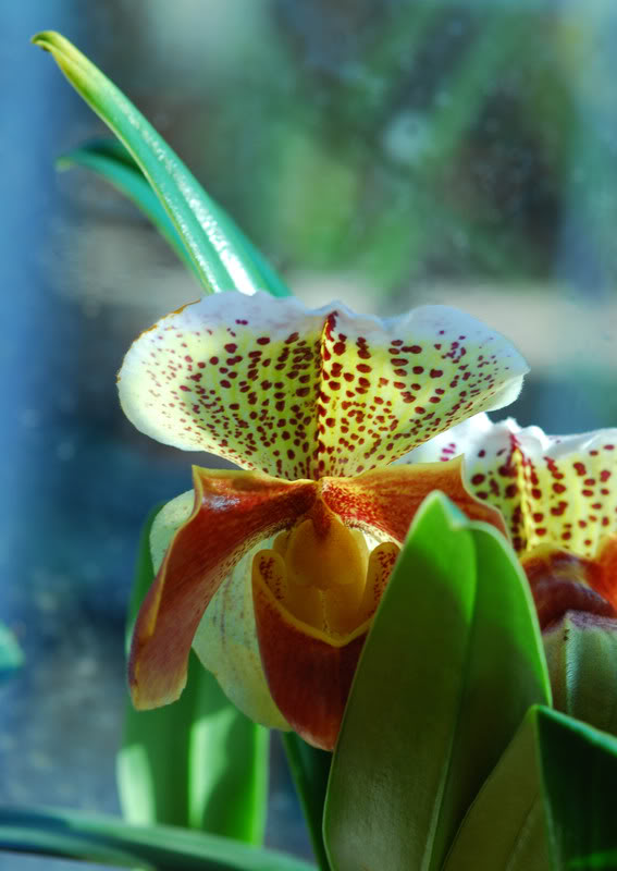 orquidea.jpg
